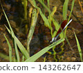 Kamo River - Japanese Damselfly Kamo River - Japanese Damselfly 143262647