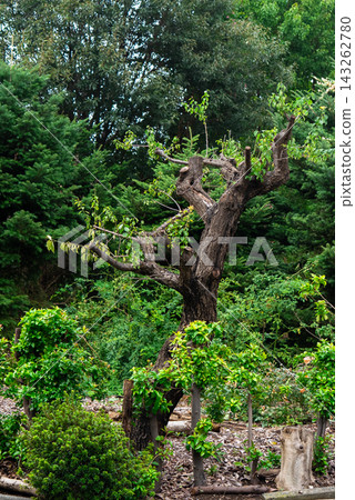 Garden trees with new shoots growing from severely pruned trunks. Garden trees with new shoots growing from severely pruned trunks. 143262780