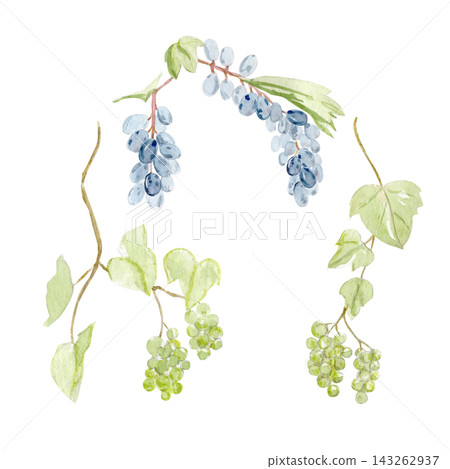 Grapevine branches with blue, green grape clusters, leaves, hand painted watercolor illustration isolated on white. Botanical elements for labels, menus, packaging, invitations, branding, stationery Grapevine branches with blue, green grape clusters, leaves, hand painted watercolor illustration isolated on white. Botanical elements for labels, menus, packaging, invitations, branding, stationery 143262937