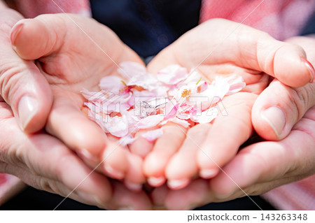 [Spring Wedding Image] Cherry blossom petals and an engagement ring in the palm of your hand. 143263348
