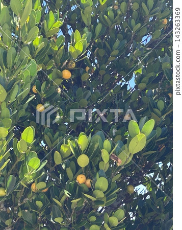 Leaves of a Garcinia tree bearing fruit Leaves of a Garcinia tree bearing fruit 143263369