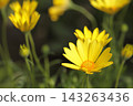 Kirara's yellow flowers 143263436
