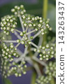 The fruit of the seedling 143263437