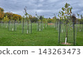 oung Trees Protected in Urban Park 143263473