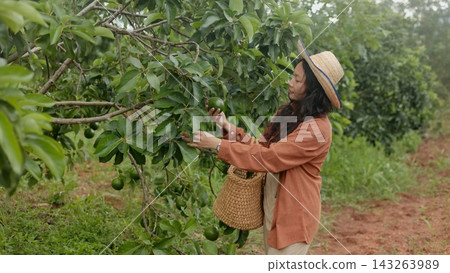 Asian Female Farmer Harvesting Fresh Avocado Fruit in Organic Orchard Asian Female Farmer Harvesting Fresh Avocado Fruit in Organic Orchard 143263989