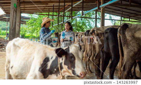 Asian Female Veterinarian and Farmer Checking Dairy Cow Health in Farm Asian Female Veterinarian and Farmer Checking Dairy Cow Health in Farm 143263997