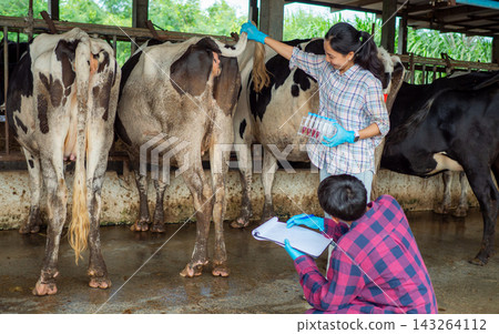 Asian female veterinarian holding test tubes while inspecting dairy cows with assistant taking notes in rural farm. Asian female veterinarian holding test tubes while inspecting dairy cows with assistant taking notes in rural farm. 143264112