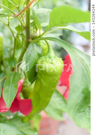 圖片展示了家庭菜園裡種植的青辣椒，葉子上爬滿了蚜蟲。 143264144