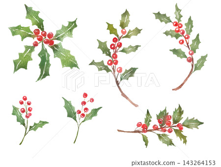 Watercolor illustration of holly Watercolor illustration of holly 143264153