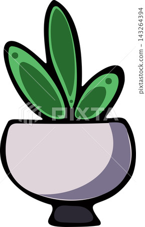 Jade Plant, Pothos, Snake Plant and Ficus and in a white flower pot. House plants. Jade Plant, Pothos, Snake Plant and Ficus and in a white flower pot. House plants. 143264394
