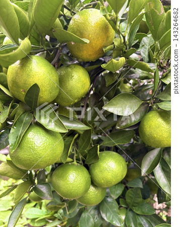 Blue oranges Blue oranges 143264682