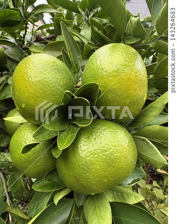Blue oranges Blue oranges 143264683