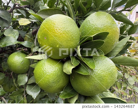Blue oranges Blue oranges 143264687