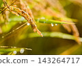 Fruitful autumn rice 143264717
