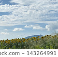 Summer, sunflowers, and blue sky 143264991