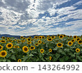 Summer sunflower field and blue sky 143264992