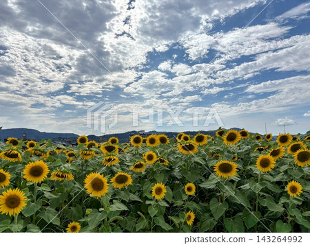 Summer sunflower field and blue sky Summer sunflower field and blue sky 143264992