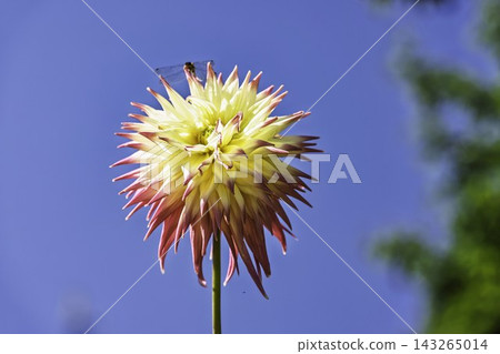 Autumn park: Dahlias in vibrant bloom at Kawanishi Dahlia Garden, Kawanishi Town, Yamagata Prefecture 143265014