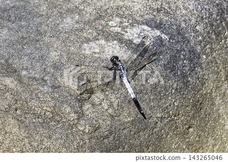 Autumn park: A common skimmer dragonfly perched on a rock in Kawanishi Town, Yamagata Prefecture. Autumn park: A common skimmer dragonfly perched on a rock in Kawanishi Town, Yamagata Prefecture. 143265046