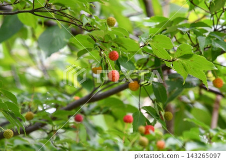 山茱萸漿果,秋季 山茱萸漿果,秋季 143265097