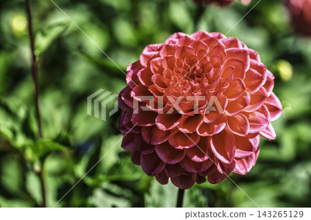 Autumn park: Dahlias in vibrant bloom at Kawanishi Dahlia Garden, Kawanishi Town, Yamagata Prefecture Autumn park: Dahlias in vibrant bloom at Kawanishi Dahlia Garden, Kawanishi Town, Yamagata Prefecture 143265129