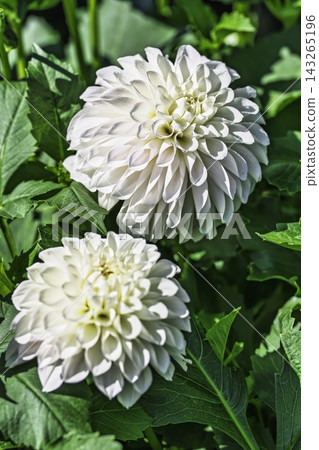 Autumn park: Dahlias in vibrant bloom at Kawanishi Dahlia Garden, Kawanishi Town, Yamagata Prefecture Autumn park: Dahlias in vibrant bloom at Kawanishi Dahlia Garden, Kawanishi Town, Yamagata Prefecture 143265196