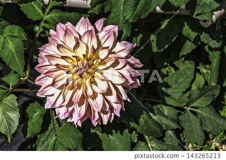 Autumn park: Dahlias in vibrant bloom at Kawanishi Dahlia Garden, Kawanishi Town, Yamagata Prefecture Autumn park: Dahlias in vibrant bloom at Kawanishi Dahlia Garden, Kawanishi Town, Yamagata Prefecture 143265213