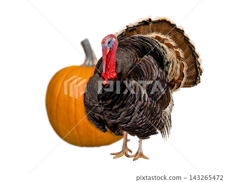 pumpkin and turkey isolated on white background pumpkin and turkey isolated on white background 143265472