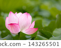 Pink lotus flowers blooming against the backdrop of the greenery of Shinobazu Pond 143265501