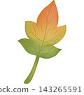 Leaf in autumn hand drawn transparency illustration. 143265591