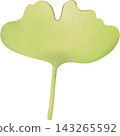 Leaf in autumn hand drawn transparency illustration. 143265592