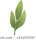 Leaf in autumn hand drawn transparency illustration. 143265597