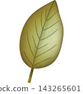Leaf in autumn hand drawn transparency illustration. 143265601