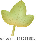 Leaf in autumn hand drawn transparency illustration. 143265631