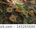 A cluster of wild mushrooms on the forest floor.  143265680