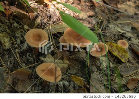 A cluster of wild mushrooms on the forest floor. A cluster of wild mushrooms on the forest floor. 143265680