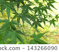 藍葉 143266090