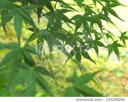 藍葉 143266090