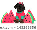 Tiny toy poodle puppy sitting among decorative watermelon slices 143266356