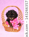 Tiny toy poodle puppy sitting inside woven basket with flowers 143266357