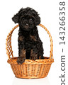 Tiny phantom toy poodle puppy sitting inside wicker basket 143266358