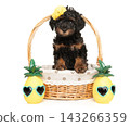 Toy poodle puppy sitting inside woven basket with pineapple toys 143266359