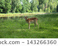 Fallow deer standing in green meadow near calm forest lake 143266360