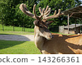 Red deer buck with velvet antlers standing in grassy enclosure 143266361