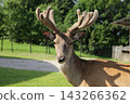 Young male deer with velvet antlers standing in outdoor area 143266362