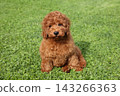 Small apricot poodle puppy sitting on green lawn 143266363