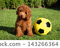 Red poodle puppy sits beside a soccer ball on green grass 143266364