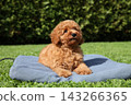Red toy poodle puppy lies on blue blanket on green grass 143266365
