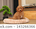 Small poodle puppy sits on soft plush pet bed indoors 143266366