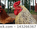 Rooster with a red comb stands outdoors on farm 143266367